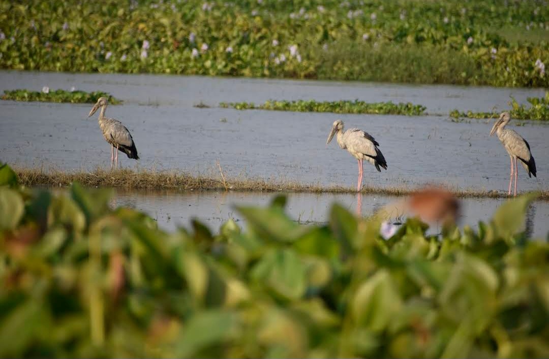 Udhwa Lake Bird Sanctuary panoramic view with migratory birds